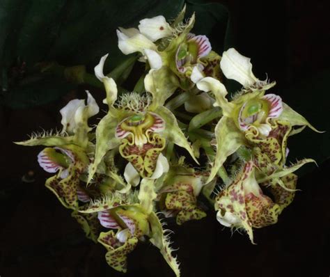 The orchid flowers fall, and some new orchid owners throw away the plant thinking it has died. Dendrobium polysema