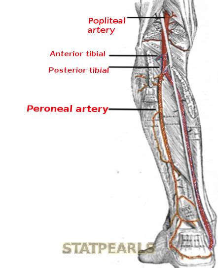 Figure Peroneal Artery Image Courtesy S Bhimji MD StatPearls