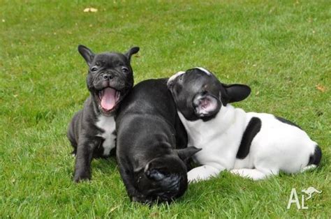 Mum is our family pet lola black tan carries blue, chocolate and issabella. Purebred french bulldog pups for Sale in CAIRNS ...