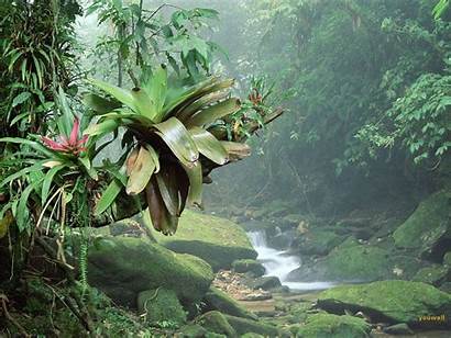 Rainforest Tropical Wallpapers Brazil Forest Plants Jungle