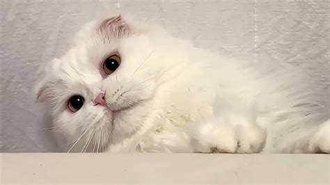 역대급 개냥이 실존 집사가 뱃살 마구 주물러도 가만히 있는 고양이 Youtube