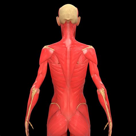 Shaded drawing of torso anatomy. Full Body Muscle Anatomy 3d model - CGStudio