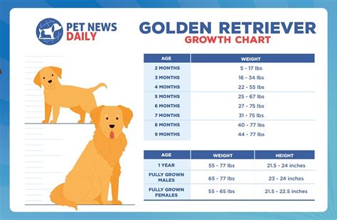 Golden Retriever Growth Chart Size Weight Calculations Pet News Daily