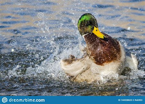 Pato Silvestre Duck Playing Y El Salpicar En El Agua Fresca Y De