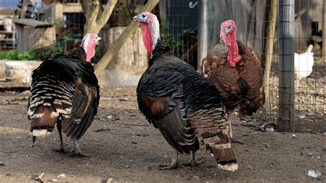 15 Things To Know Before You Raise Turkeys As Pets