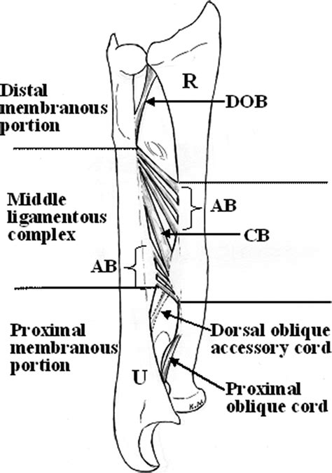 Interosseous Membrane Of The Forearm Length Change Of Ligaments During