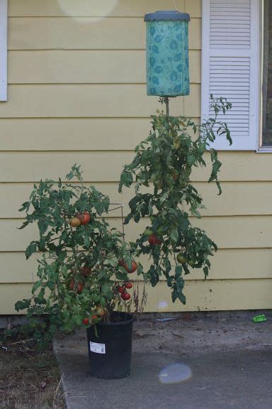 Growing Tomatoes Upside Down Growing Tomato Plants Growing Tomatoes