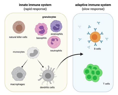 Overview Of Immune Cells In The Innate And Adaptive Immune Systems The