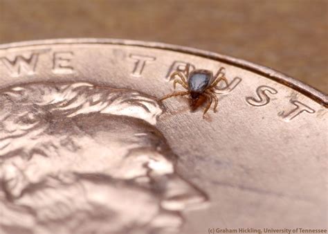 Bloodsuckers Michigan Ticks And Larvae In Photos Live Science