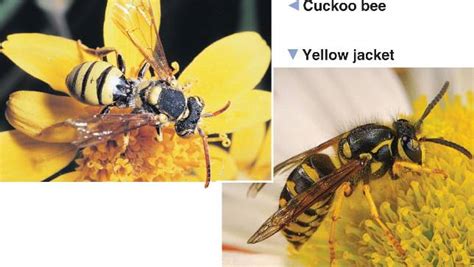Batesian mimicry is a form of mimicry in which a palatable, harmless species mimics the appearance of a harmful species. Opinions on Müllerian mimicry