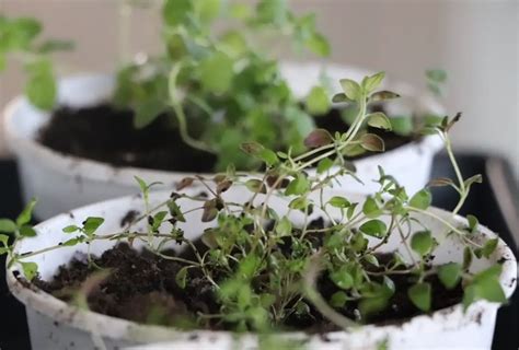 Growing Thyme From Seed Its My Sustainable Life