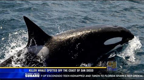 Killer Whale Spotted Off The Coast Of San Diego Cbs News 8 San