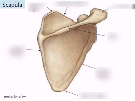 Scapula Diagram Quizlet