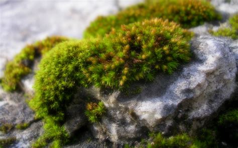Rock Moss Wallpaper 80382