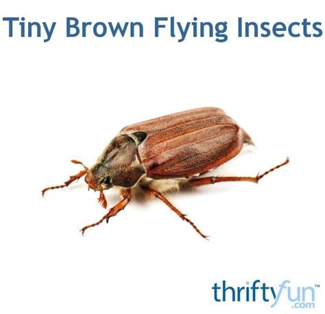 They appear as tiny white or yellowish insects and leave behind a distinctive soft, silken webbing on the plant leaf. Tiny Brown Flying Insects? | Flying insects, Brown bugs ...