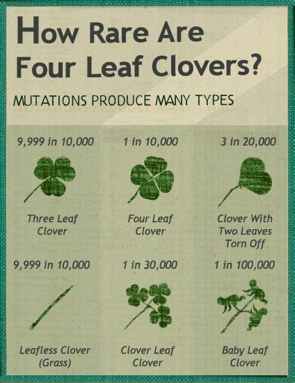 The Four Leaf Clover Represents Hope Faith Love Happiness But Also
