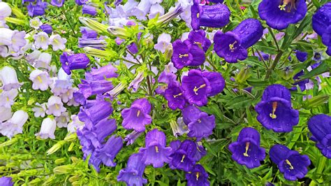 Purple Hd Blue Beauty In Nature 4k Plant Part Plant Bells Close