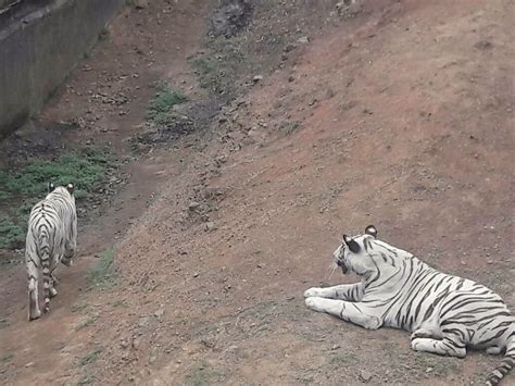 Rare White Tiger At Nandankanan Zoological Park