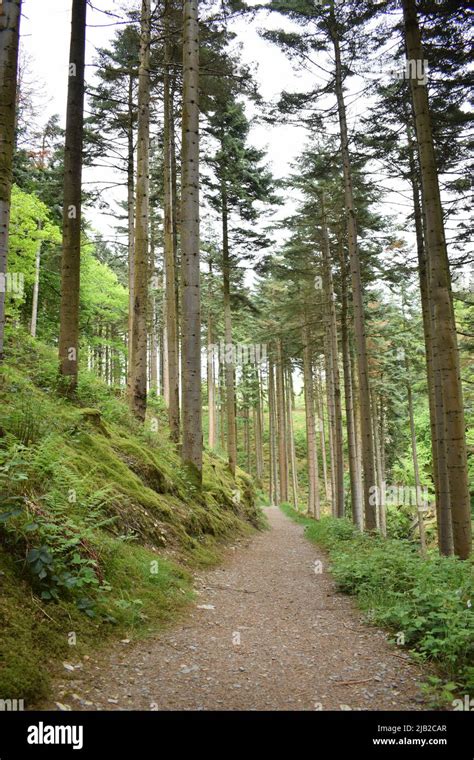 Forest Path Through Pine Trees Near Hafod Estate Wales Uk Stock Photo