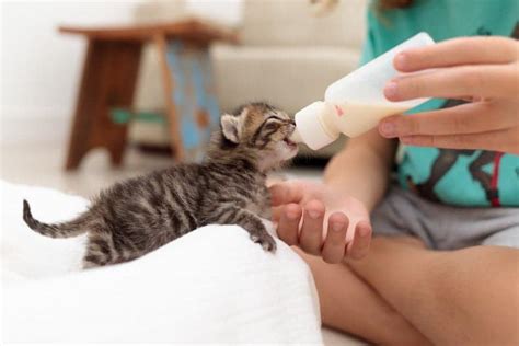 از شیر گرفتن بچه گربه مراحل کلیدی و توصیه‌های مهم برای رشد سالم گربه شما