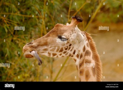 Nigerian Or West African Giraffe Giraffa Camelopardalis Peralta