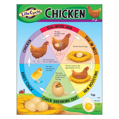 Life Cycle Of A Chicken Learning Chart In Chicken Life Cycle