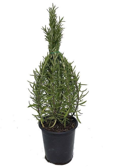 This treatment should be started around mid october as it helps. Rosemary Christmas Tree - 4"" pot - Great Herb Plant for ...