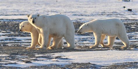 Scientific Expedition To Study Polar Bears Population