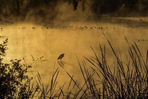 Water Birds In The Mist 3107 120318 1 Photograph By Tam Ryan