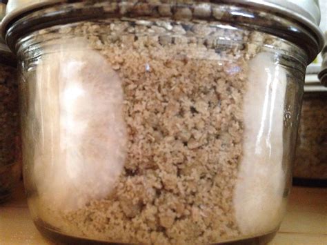 Weight and good sclerotia formation. Liquid culture half pint jars vs MS inoculation ** after 5 ...