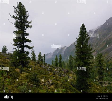 Mountain Woodlands In Rainy Weather Zun Handagay Eastern Sayan