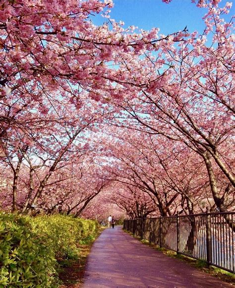 Cherry Blossom In Japan 💖💖💖 Picture By Capkaieda Earthroulette For