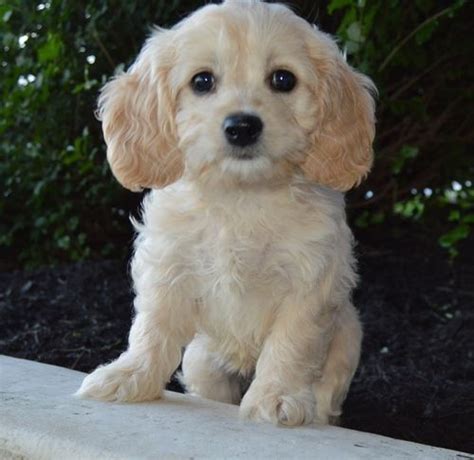 And what are some if you want a good dog, find a quality breeder that cares to breed the cleanest and most correct dogs. Cockapoo Puppies For Sale | Cincinnati, OH #241585