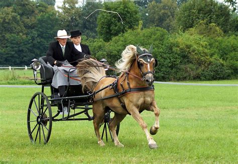 Klikni Pro Další 2641 Combined Driving Haflinger Horse Pony