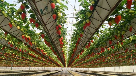 Strawberry Crop Hydroponic System New Growing System Sl