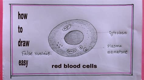 How To Draw Red Blood Cells Easydrawing Of Red Blood Cells Youtube