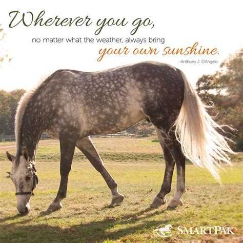 24 Inspirational Quotes With Horse Pictures Audi Quote