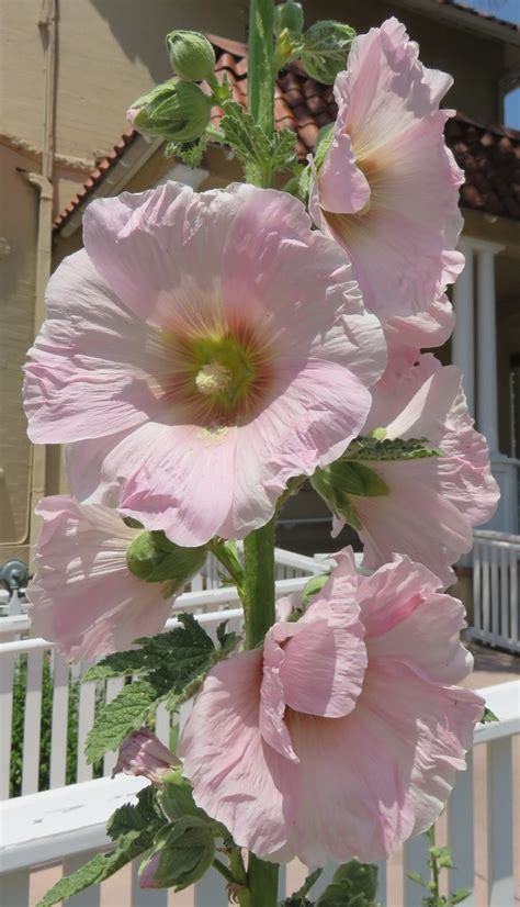 Hollyhock Santa Fe New Mexico Santa Fe Is The State Cap Flickr