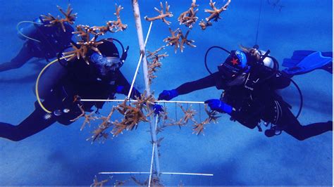 The Restoration Hub Key Resources For The Restoration Of Coral Reefs