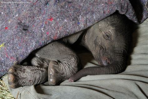 Why Its So Important To Understand How Elephants Sleep Sapeople