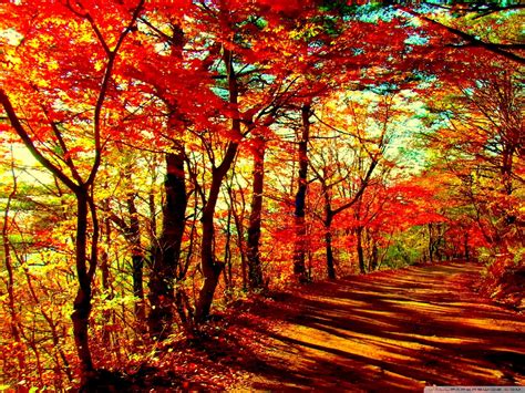 Fall Forest Wallpaper 74 Pictures