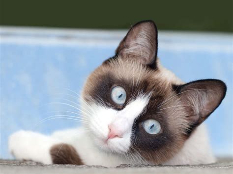 snowshoe cat cat breeds encyclopedia