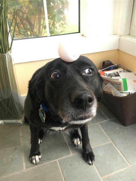 Psbattle This Dog With An Egg On Its Head Rphotoshopbattles