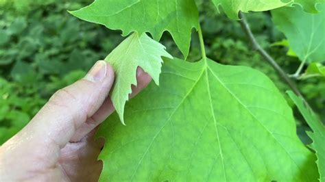 Common Tree Leaf Id Palmate Leaves Tyler Arboretum Youtube