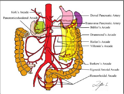 Celiac Artery Stenting In The Treatment Of Intestinal Ischemia Due To