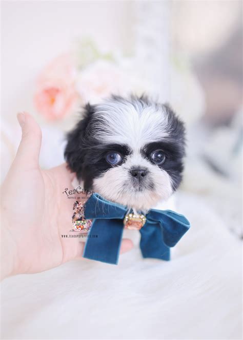 In the state of florida it is illegal to sell any. Shih Tzu Puppies Florida | Teacup Puppies & Boutique