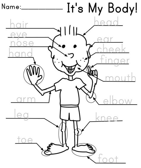 Body Part Worksheets For Kids Kidsworksheetfun