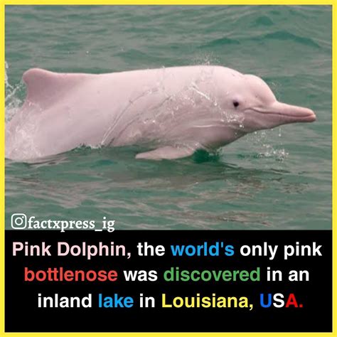 Pink Dolphin In 2020 True Interesting Facts Interesting Facts About