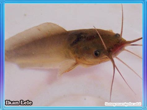 Ikan patin mempunyai daging yang lembut dan. Sebutan nama ikan yang ada di Teluk Aur