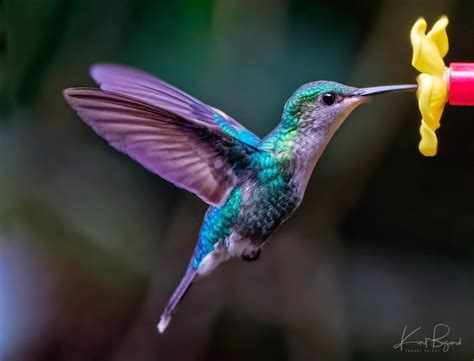 Exquisite Hummingbirds In Costa Rica Travel To Eat Fotos De Colibri